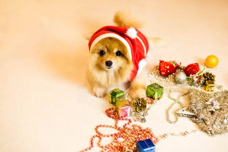 Focus on dogs eye , Dog wearing a santa hat with Christmas decorationの写真素材
