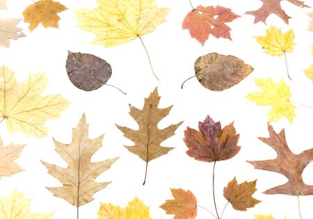 Set of dried different maple leaves isolated on white background