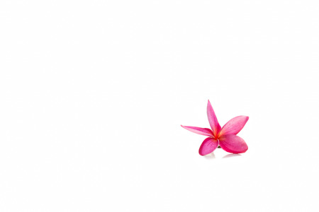 Pink frangipani (plumeria) flower isolated in white backgroundの写真素材