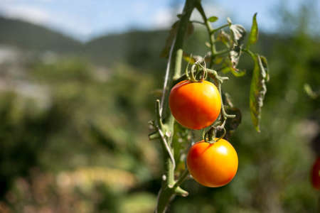 Homegrown fresh tomatoes plants hanging on the branchの写真素材