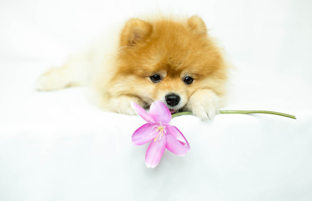 Pomeranian dog holding a flower on a white backgroundの写真素材