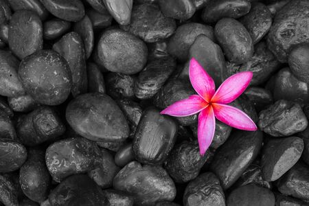 Pink frangipani or plumeria flower on black stones as background  textureの写真素材