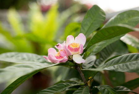 Gustavia gracillima Miers flower blooming in the gardenの写真素材