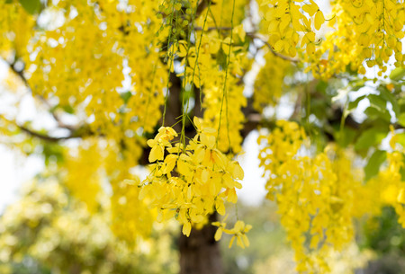 Selected focus Cassia fistula flower in blur backgroundの写真素材