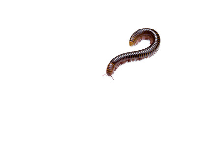 Siamese Millipede in isolated on white backgroundの写真素材