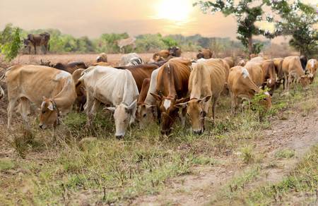 Asian cow herd eating grass in a field on sunset light