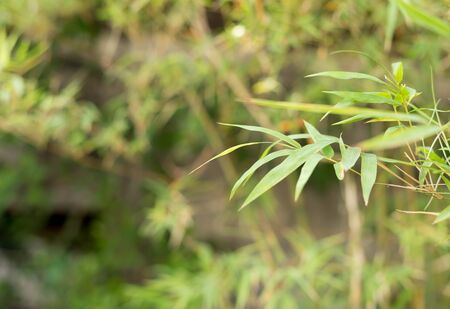 Selective focus green bamboo leaf background pattern textureの写真素材