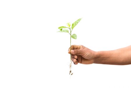 Concept successful hand holding new life plant in white backgroundの写真素材