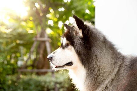 Alaskan malamute dog looks ahead in Bright sunlight on the background.の写真素材