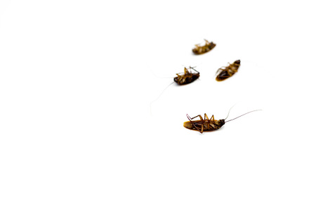 Group of dead ead cockroach isolated on white backgroundの写真素材