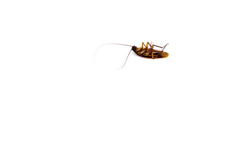 Dead cockroach isolated on a white background