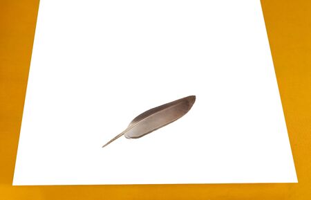 Concept writing feather isolated on the white backgroundの写真素材