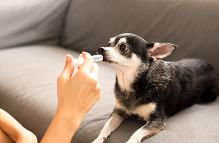 Selected focus on syringe woman give medicine to chihuahua  dog with syringeの写真素材