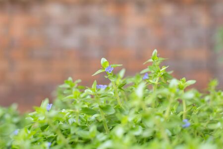Purple flower in front of a brick wall as blur background in the gardenの写真素材