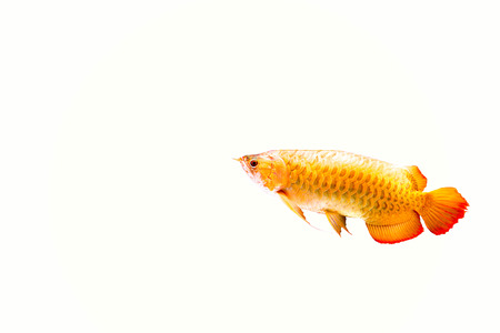 Red Arowana or Dragon fish isolated in white backgroudの写真素材