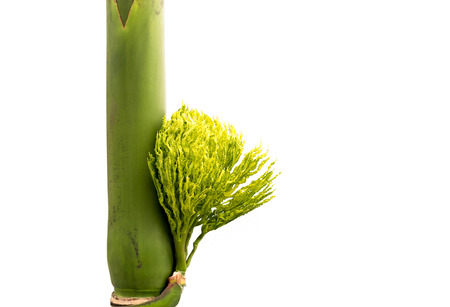 New betel nut from tree trunk in white backgroundの写真素材