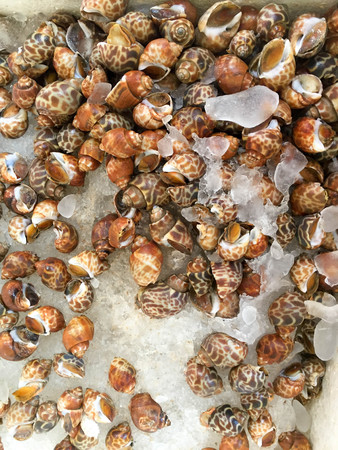 Fresh Spotted babylon snails in a tray with ice at seafood marketの写真素材