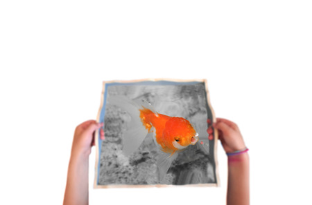 Concept love and care child hand holding a gold fishの写真素材