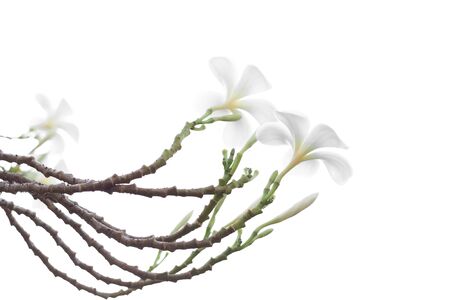 Beautiful and soft white Frangipani or Plumeria flower isolated white backgroundの写真素材
