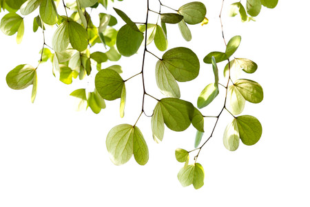 Green leaves of Bauhinia tree with sunlight isolated on white backgroundの写真素材