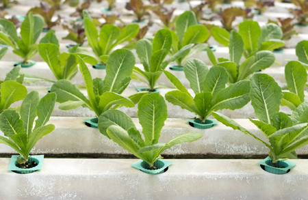 Nature Fresh lettuce in Organic hydroponic vegetable cultivation farmの写真素材