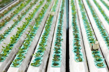 Nature Fresh lettuce in Organic hydroponic vegetable cultivation farmの写真素材