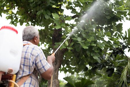 Unidentified senior man spraying  insecticides on a tree in gardenの写真素材