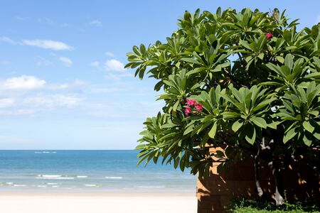 Red Plumeria or frangipani flower with blue sky and beach in backgroundの写真素材