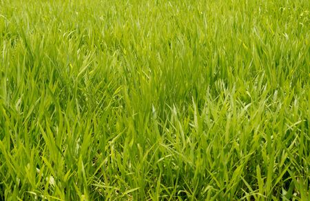 Background of green Pasture Ryegrass field for horse feedingの写真素材