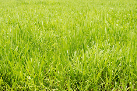 Background of green Pasture Ryegrass field for horse feedingの写真素材