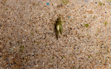 Ants eating dead grasshopper on the conc?ete floorの写真素材