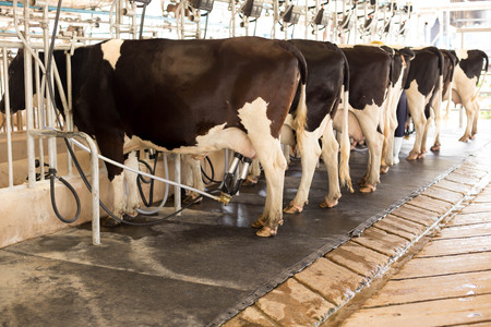 Cow milking and mechanized milking equipment in the milking farmの写真素材