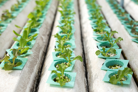 Nature Fresh lettuce in Organic hydroponic vegetable cultivation farmの写真素材