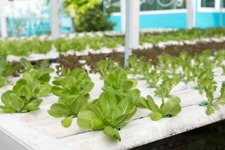 Nature Fresh lettuce in Organic hydroponic vegetable cultivation farmの写真素材