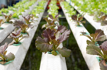 Nature Fresh lettuce in Organic hydroponic vegetable cultivation farmの写真素材