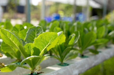 Nature Fresh lettuce in Organic hydroponic vegetable cultivation farm