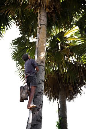 Unidentified man climbing a sugar palm tree isolarted in white backgroundの写真素材