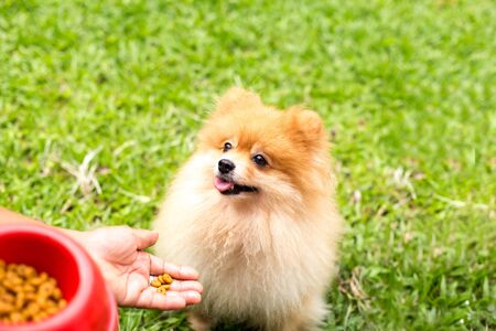 Selected focus dogs eye brown pomeranian dog having some food in peoples handの写真素材