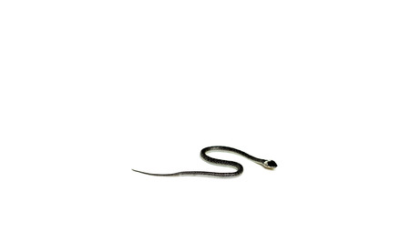 Baby cobra snake on stone floor isolated in white backgroundの写真素材