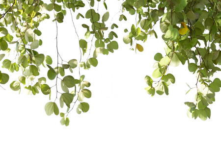 Green leaves of Bauhinia tree with sunlight isolated on white backgroundの写真素材