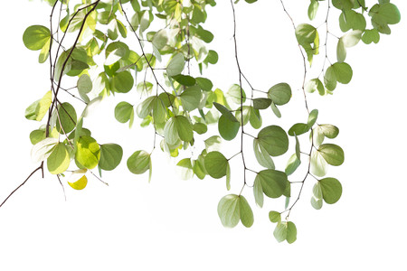 Green leaves of Bauhinia tree with sunlight isolated on white backgroundの写真素材
