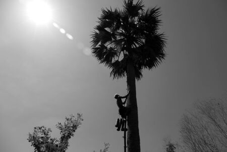 Black and white color Unidentified 70 year old man climbing a sugar palm tree in Thailandの写真素材