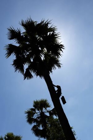 Unidentified 70 year old man climbing a sugar palm tree in Thailandの写真素材