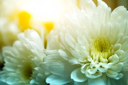 Soft focus Yellow chrysanthemum flower background texture in sunlightの写真素材
