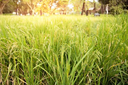 Green rice field with paddy rice at sunrise in the morningの写真素材