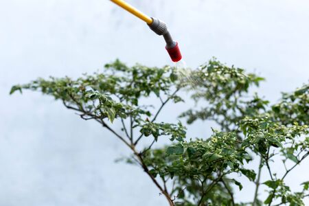 Farmer spraying insecticide on chilli plant in the green houseの写真素材