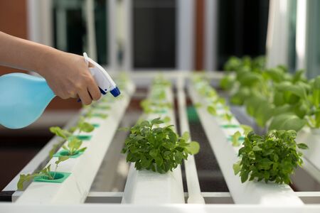 Hand spraying water into hydroponic organic vegetable in Greenhouse at homeの写真素材