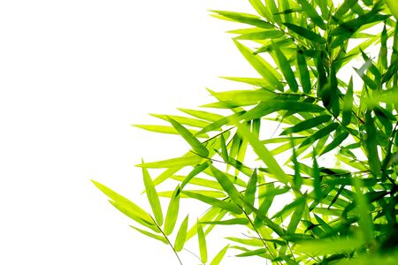 Green bamboo leaves background isolated in white backgroundの写真素材