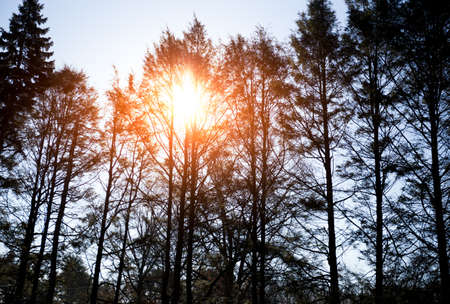 Beautiful sunrise in the morning over the tree in winter time in silhouetteの写真素材