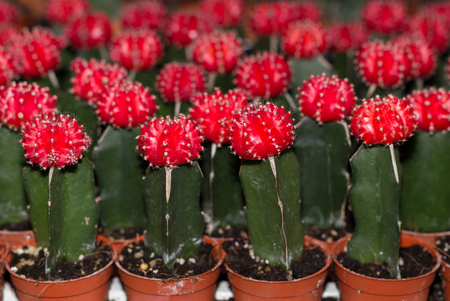 Small red cactus in nursery farm for decoration in sunlightの写真素材